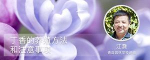 丁香養(yǎng)殖方法和注意事項(xiàng)