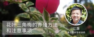 花葉三角梅的養(yǎng)殖方法和注意事項