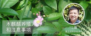 木麒麟的養(yǎng)殖方法和注意事項(xiàng)