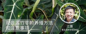 觀音蓮竹芋的養(yǎng)殖方法和注意事項(xiàng)