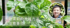 大葉茉莉的養(yǎng)殖方法和注意事項