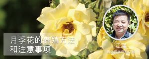 月季花的養(yǎng)殖方法和注意事項