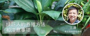 綠巨人的養(yǎng)殖的方法和注意的事項(xiàng)