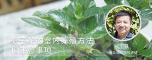 梔子花的室內(nèi)養(yǎng)殖方法和注意事項