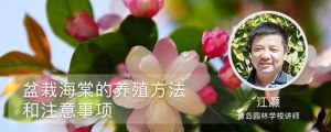 盆栽海棠的養(yǎng)殖方法和注意事項