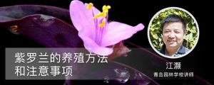 紫羅蘭的養(yǎng)殖方法和注意事項