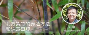 北方紫竹的養(yǎng)殖方法和注意事項