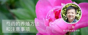 芍藥的養(yǎng)殖方法和注意事項(xiàng)