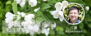 茉莉盆栽的養(yǎng)殖方法和注意事項