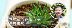 盆栽蘆薈的養(yǎng)殖的方法和注意的事項