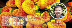 元寶花的養(yǎng)殖方法和注意事項