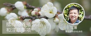 臘梅的養(yǎng)殖方法和注意事項(xiàng)