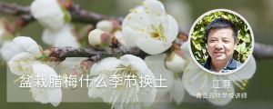 盆栽臘梅什么季節(jié)換土