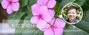 長春花喜歡什么土壤