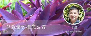 盆栽紫竹梅怎么養(yǎng)