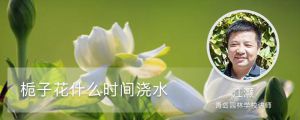 梔子花什么時間澆水