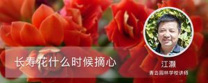 長(zhǎng)壽花什么時(shí)候摘心