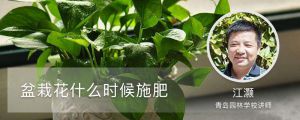 盆栽花什么時候施肥