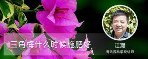 三角梅什么時候施肥好