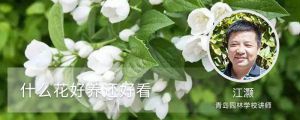 什么花好養(yǎng)還好看