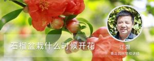 石榴盆栽什么時候開花