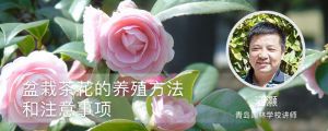 盆栽茶花的養(yǎng)殖方法和注意事項(xiàng)