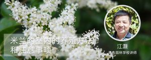 米蘭的室內(nèi)養(yǎng)殖方法和注意事項(xiàng)