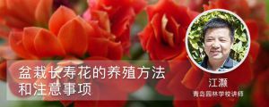 盆栽長壽花的養(yǎng)殖方法和注意事項