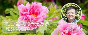 牡丹盆栽的養(yǎng)殖方法和注意事項(xiàng)