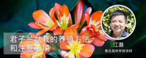 君子蘭盆栽的養(yǎng)殖方法和注意事項