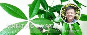 發(fā)財(cái)樹(shù)冬天零下會(huì)凍死嗎，凍死怎么辦