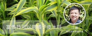 富貴竹可以用橘子皮水做營養(yǎng)液嗎