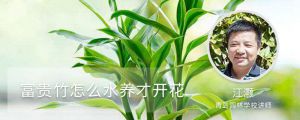 富貴竹怎么水養(yǎng)才開(kāi)花，怎么樣才能更旺盛