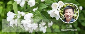 茉莉冬天怎么修剪（方法和時(shí)間）