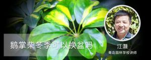 鵝掌柴冬季可以換盆嗎，冬季怎么養(yǎng)茂盛