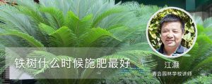 鐵樹(shù)什么時(shí)候施肥最好，怎么施肥