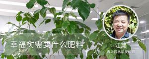 幸福樹(shù)需要什么肥料