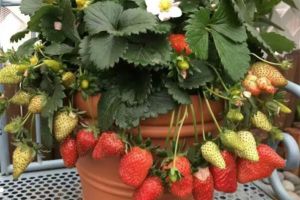 草莓表面刮點皮，扔土里蹭蹭冒芽，結出100個果子！