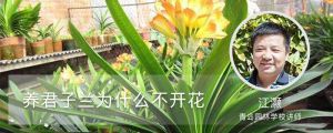 養(yǎng)君子蘭為什么不開花