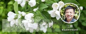 茉莉為什么葉子皺皺的