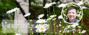 雛菊開花后怎么處理