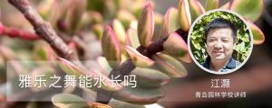 雅樂(lè)之舞能水長(zhǎng)嗎，能養(yǎng)多久