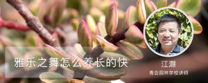 雅樂之舞怎么養(yǎng)長的快，怎樣爆花