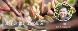 雅樂(lè)之舞能曬太陽(yáng)么，可以放室外嗎