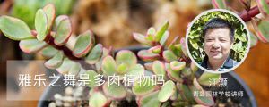 雅樂(lè)之舞是多肉植物嗎，花語(yǔ)是什么