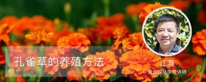 孔雀草的養(yǎng)殖方法