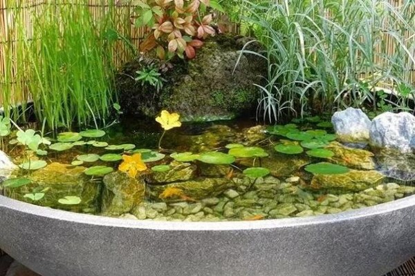 废桶旧盆里添水种花，10分钟成水景，细水长流富贵一生！