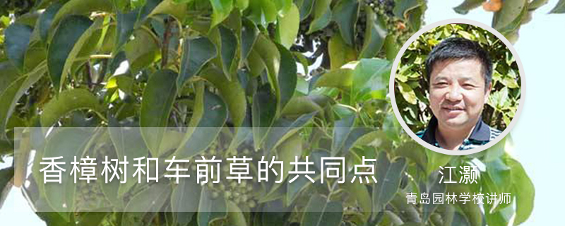 香樟樹和車前草的共同點(diǎn)