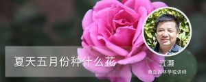 夏天五月份種什么花