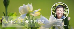 為什么梔子花不開花呢